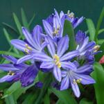 Afrikaanse lelie / Kaapse lelie / Tuberroos - Agapanthus africanus