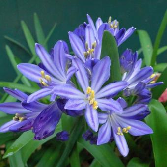 Agapanthus africanus