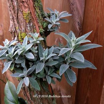 Buddleja davidii (blauw)