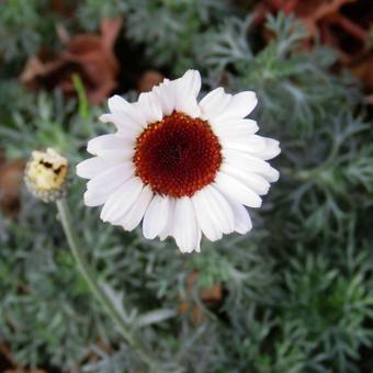 Rhodanthemum 'Casablanca'