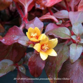 Lysimachia procumbens 'Golden Globes'