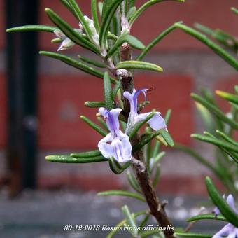 Rosmarinus officinalis