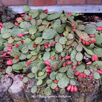 Opuntia humifusa