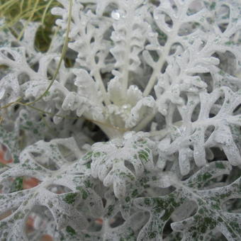 Senecio cineraria 'Silverdust'