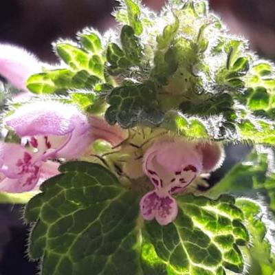 Gevlekte dovenetel - Lamium maculatum