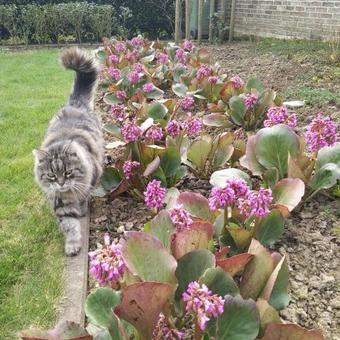 Bergenia hybride