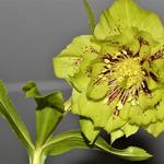 Helleborus x hybridus Harvington double green speckled - Nieskruid