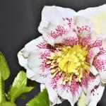 Helleborus x hybridus Harvington double white speckled - Nieskruid