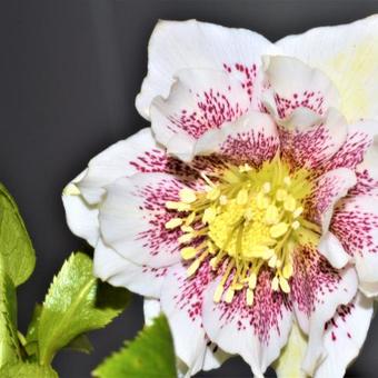 Helleborus x hybridus Harvington double white speckled