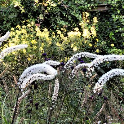 Christoffelkruid - Actaea simplex 'Atropurpurea'