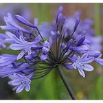 Agapanthus 'Greenfield' - Afrikaanse lelie