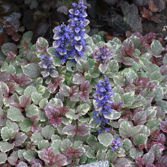 Ajuga reptans 'Burgundy Glow'