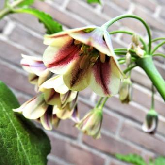 Allium siculum subsp. dioscoridis