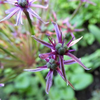 Allium 'Spider'