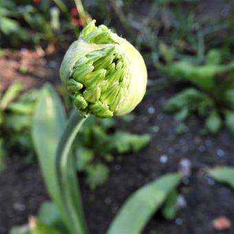 Allium 'Spider'