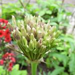 Allium 'Spider' - Sierui