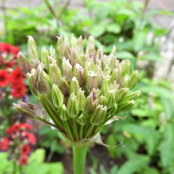 Allium 'Spider'