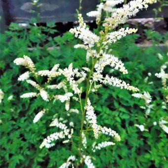 Aruncus aethusifolius 'Noble Spirit'