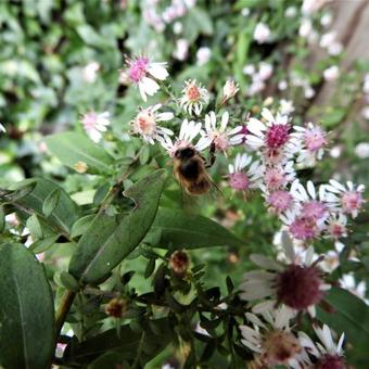 Aster lateriflorus 'Horizontalis'