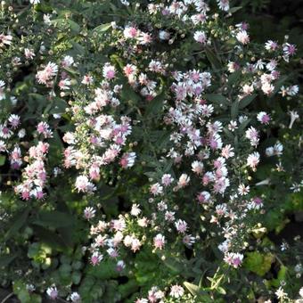 Aster lateriflorus 'Horizontalis'