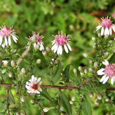 Aster - Aster lateriflorus 'Horizontalis'