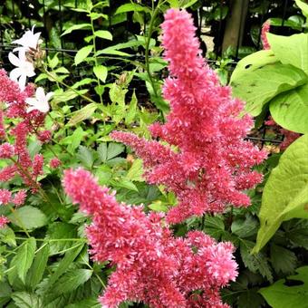 Astilbe x arendsii 'Fanal'