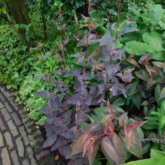 Atriplex hortensis var. rubra