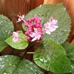 Clerodendrum bungei - Kansenboom, Pindakaasstruik