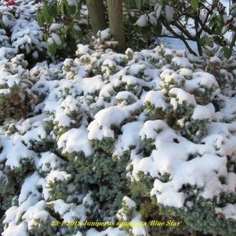 Juniperus squamata 'Blue Star'