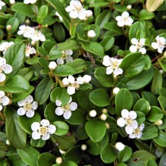 Cotoneaster Dammeri