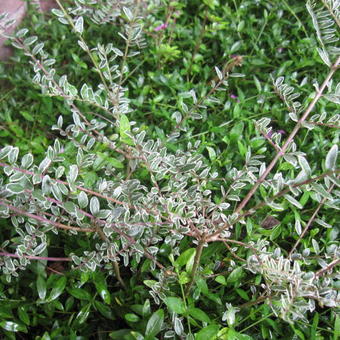 Cotoneaster atropurpureus 'Variegatus'