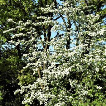 Crataegus monogyna