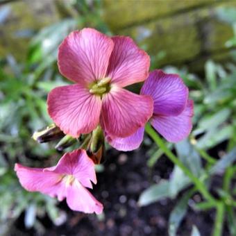 Erysimum x allionii 'Constant Cheer'