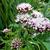 Eupatorium cannabinum