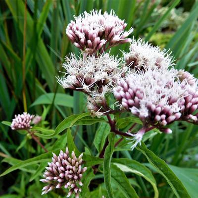 Leverkruid, Koninginnekruid - Eupatorium cannabinum