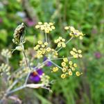 Foeniculum vulgare 'Rubrum' - Bronzen venkel