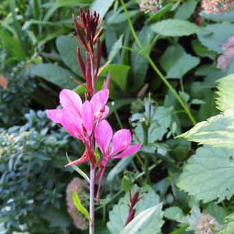 Gaura lindheimeri 'Siskiyou Pink'