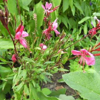 Gaura lindheimeri 'Pink Dwarf'