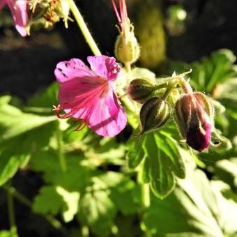 Geranium x cantabrigiense 'Cambridge'