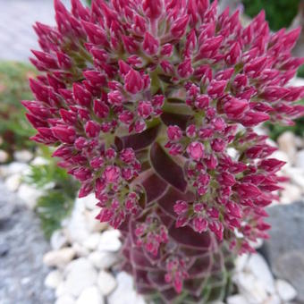 Rosularia sempervivoides