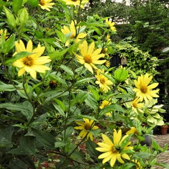 Helianthus 'Lemon Queen'