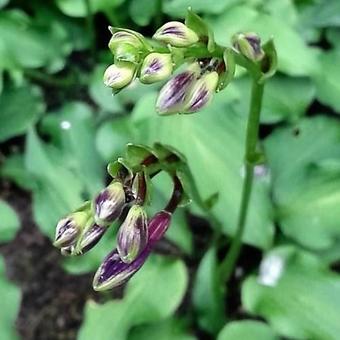 Hosta venusta