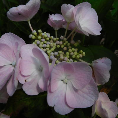 Hortensia - Hydrangea macrophylla ‘Mariesii Perfecta