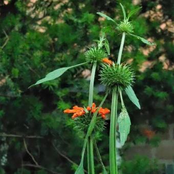 Leonotis leonurus