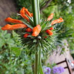 Leonotis leonurus - Leeuwenoor, leeuwenstaart, Wild dagga