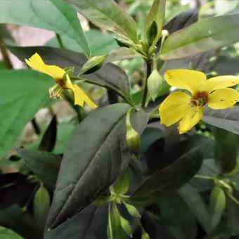 Lysimachia ciliata 'Firecracker'