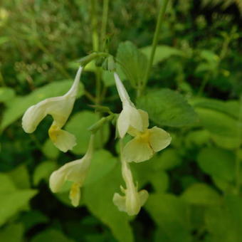 Nepeta govaniana