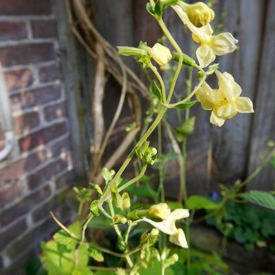 Kattekruid - Nepeta govaniana