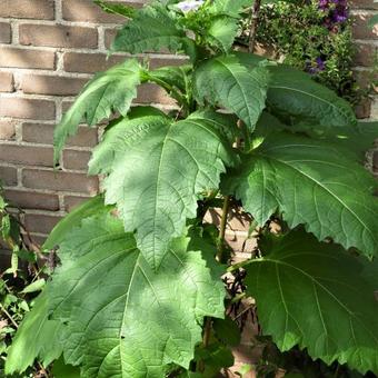 Nicandra physalodes