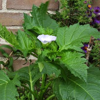 Nicandra physalodes